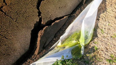 Sludge dewatering and bagging