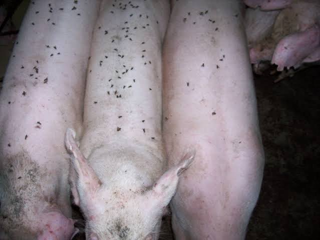 Flies on hogs in a barn